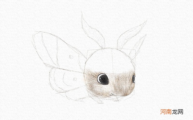 飞蛾的画法彩铅画