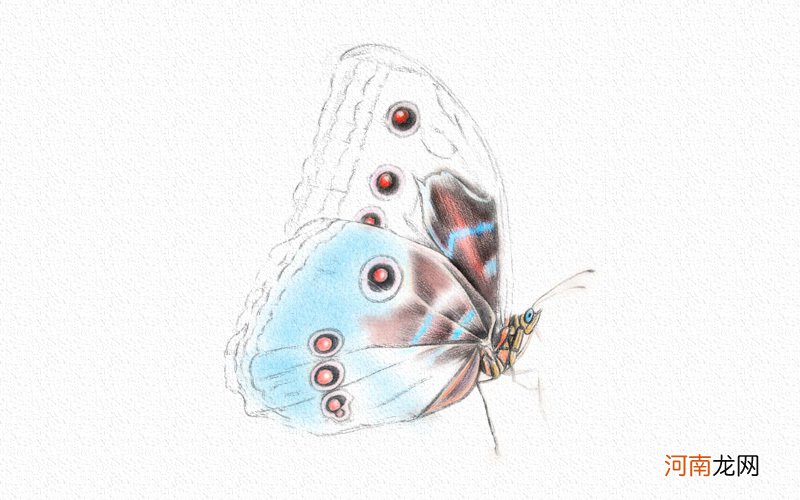 蝴蝶彩铅画简单又漂亮