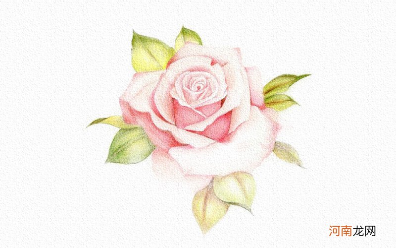 彩铅画玫瑰花图片步骤