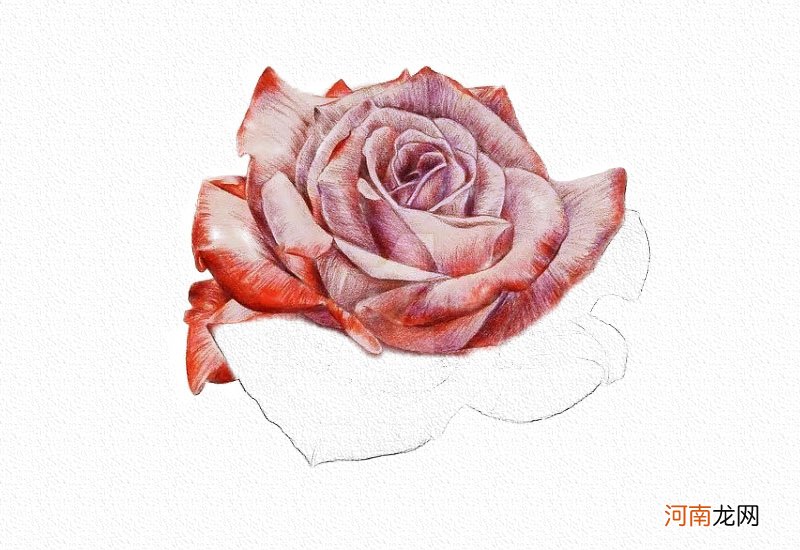 彩铅画玫瑰花教程步骤图