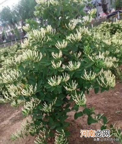 现在农村种植什么最赚钱 现在适合在农村种植最赚钱的项目？