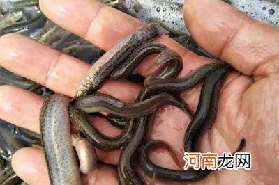 这两年养殖什么可以赚钱 有什么好养殖项目?