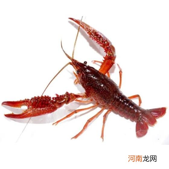 这两年养殖什么可以赚钱 有什么好养殖项目?