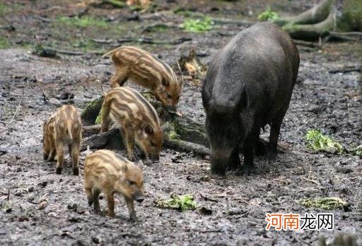 这两年养殖什么可以赚钱 有什么好养殖项目?