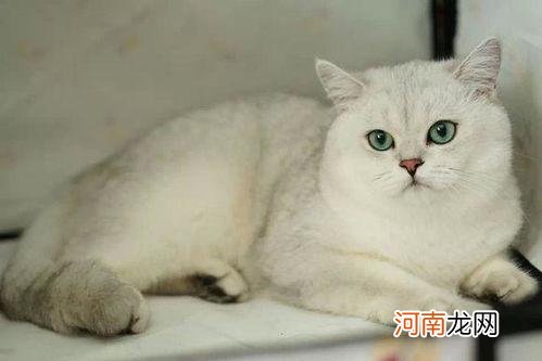 纯白色的英短猫多少钱 英短纯白猫多少钱一只