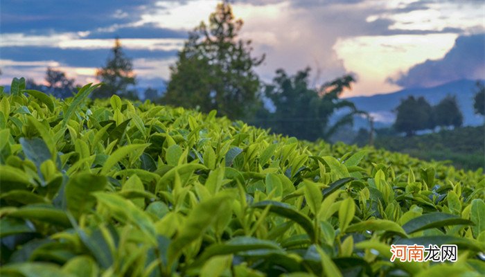 普洱茶膏十大品牌排行榜 普洱茶膏十大品牌排行榜大全