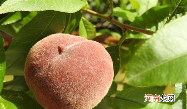 吃桃子有什么注意事项 桃子吃多了会怎么样