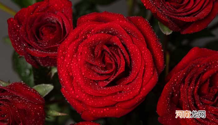 20朵玫瑰花代表什么意思玫瑰花代表什么意思