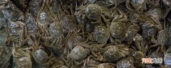 螃蟹为什么卧沙 螃蟹为什么会在洞口堆沙子