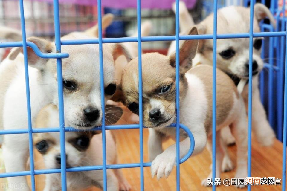 北京宠物市场有哪几个地方 北京最有名的宠物市场在哪