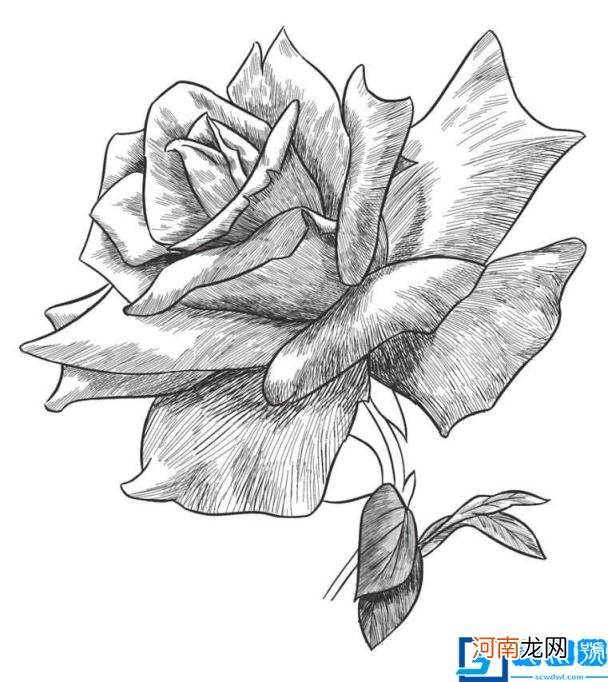画一朵漂亮的玫瑰花 玫瑰花怎么画素描