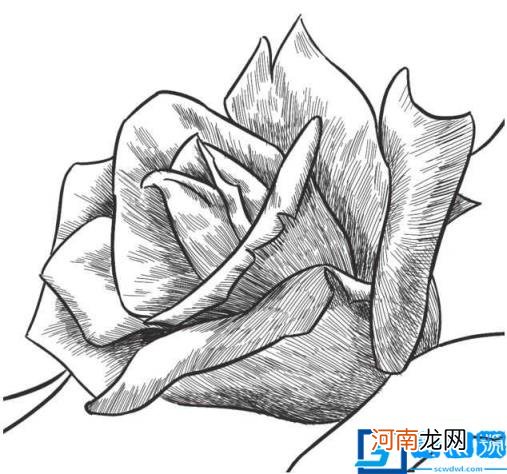 画一朵漂亮的玫瑰花 玫瑰花怎么画素描