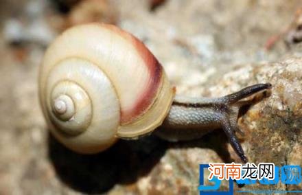 蜗牛人的真实照片 世界上最恐怖的彩虹蜗牛