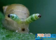蜗牛人的真实照片 世界上最恐怖的彩虹蜗牛