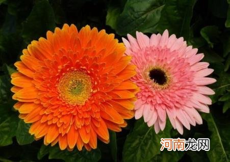 非洲菊怎么养