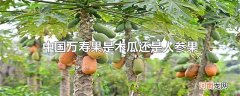 中国万寿果是木瓜还是人参果