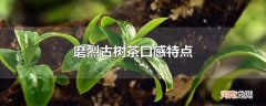 磨烈古树茶口感特点