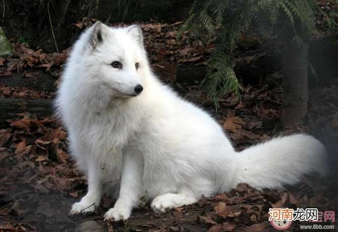 南京市民|南京一市民在路边捡到北极狐是怎么回事 北极狐生活在哪里