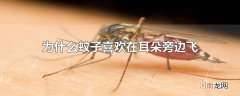 为什么蚊子喜欢在耳朵旁边飞