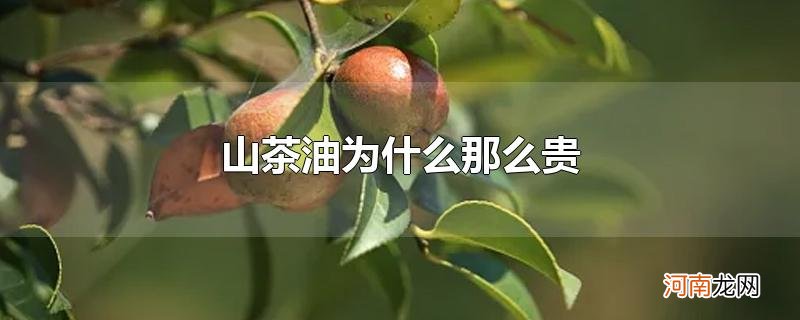 山茶油为什么那么贵