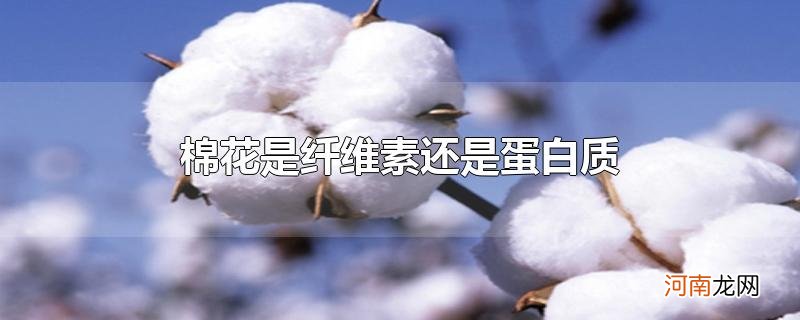 棉花是纤维素还是蛋白质