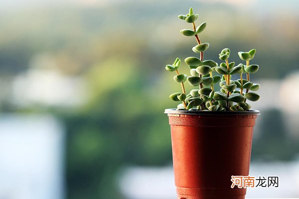 花盆里的小黑飞虫如何根除 花盆里为什么会有小黑飞虫