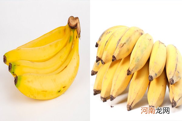 香蕉和芭蕉有什么区别？ 香蕉和芭蕉哪个贵