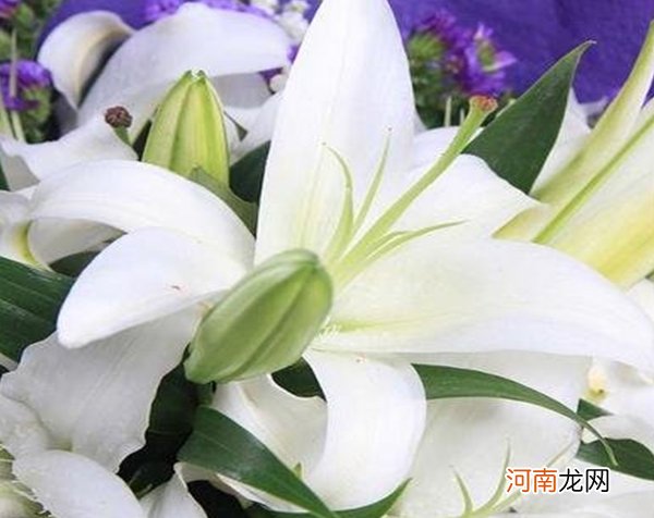 百合的花语是什么呀 百合花一般在哪些场合赠送