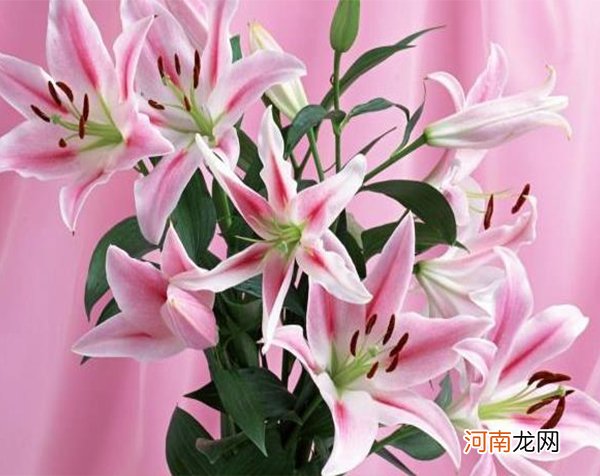 百合的花语是什么呀 百合花一般在哪些场合赠送