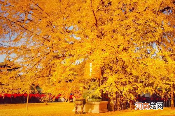 中国的国树是什么树 中国的国树是银杏