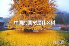 中国的国树是什么树 中国的国树是银杏