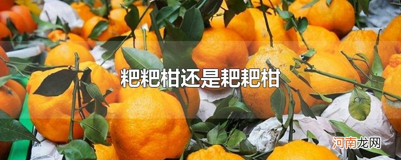 粑粑柑还是耙耙柑