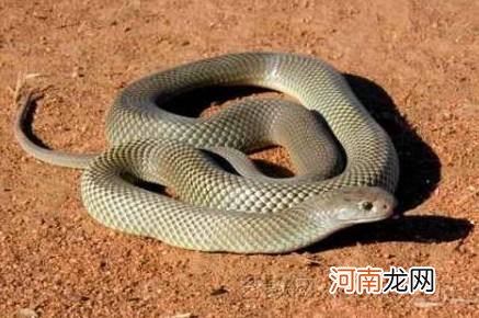 男人梦见很多蛇是什么预兆 男人梦到好多蛇是什么预兆