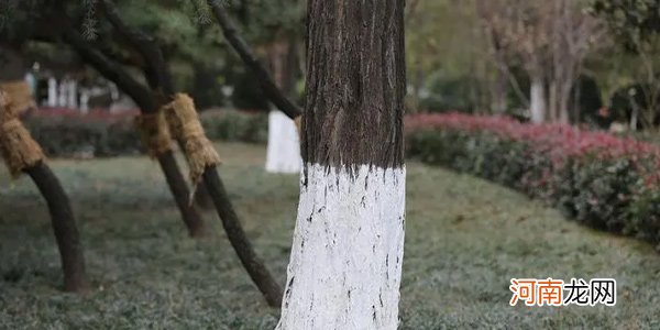 树干刷白灰起什么作用 给树干刷白灰有用吗