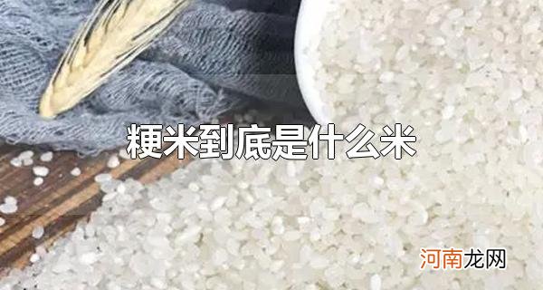 粳米到底是什么米 粳米要怎么挑选