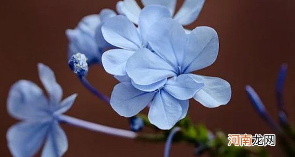 什么花是蓝色的 蓝色的花的花语是什么