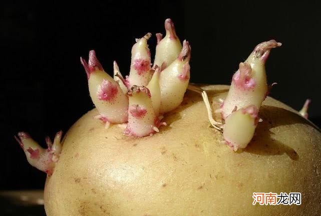 长芽的土豆还能不能吃 土豆发芽能吃吗有毒吗