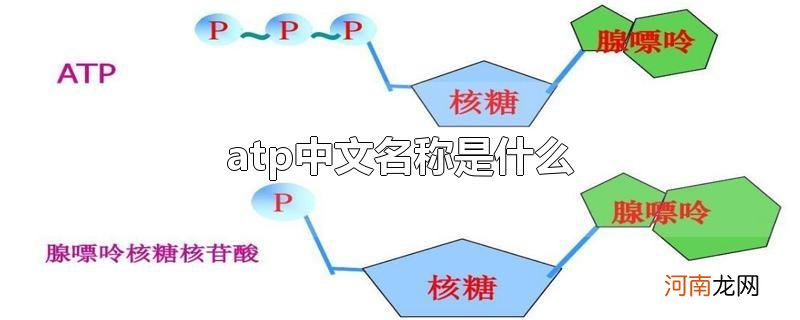 atp中文名称是什么