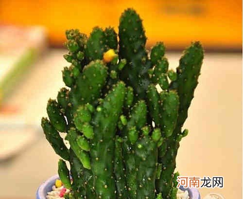 防电脑辐射的植物有哪些 什么植物防电脑辐射