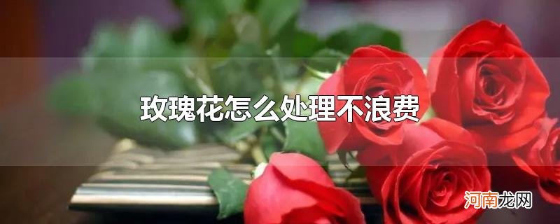 玫瑰花怎么处理不浪费