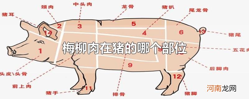 梅柳肉在猪的哪个部位