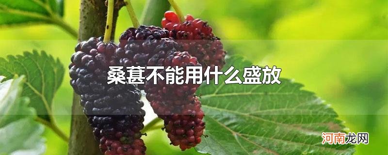 桑葚不能用什么盛放