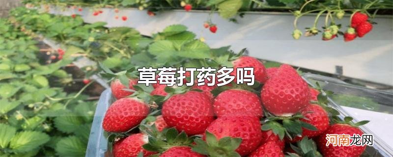 草莓打药多吗