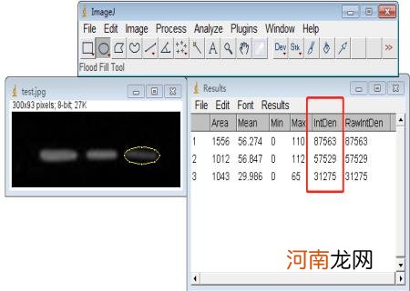 WB得到灰度值后如何统计 imagej灰度分析使用步骤柱形图