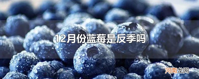 12月份蓝莓是反季吗