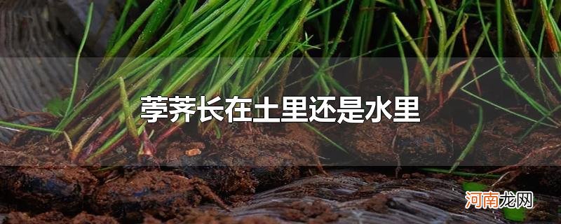 荸荠长在土里还是水里