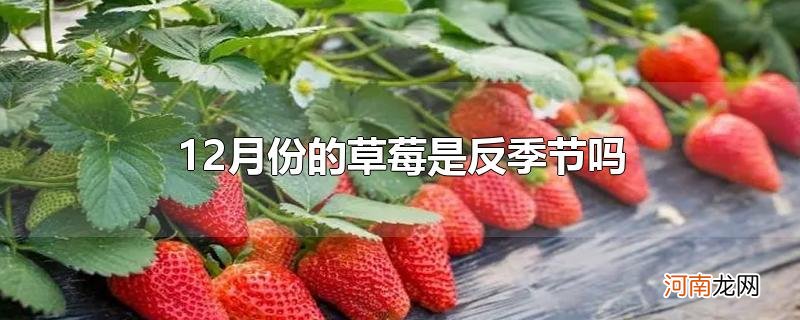 12月份的草莓是反季节吗