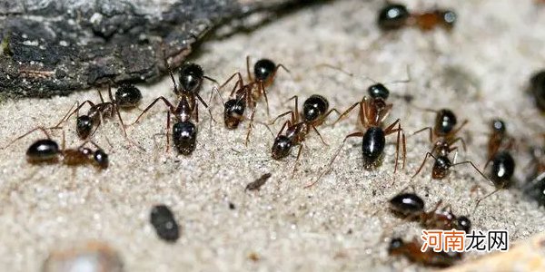 如何消灭家里的蚂蚁小妙方 家里出现蚂蚁是怎么回事