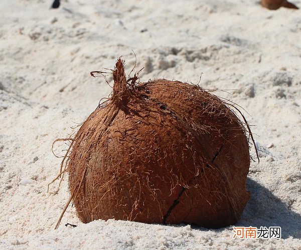 椰子肉怎么弄出来 椰子属于什么类型的植物