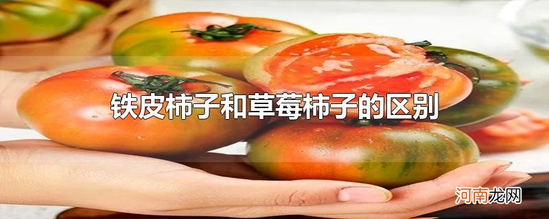 铁皮柿子和草莓柿子的区别